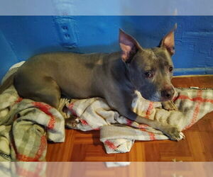 American Pit Bull Terrier Dogs for adoption in Marina Del Rey, CA, USA