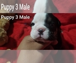 Small Photo #23 English Bulldog Puppy For Sale in COLUMBUS, OH, USA