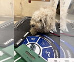 ELLA - Female Poodle (Miniature)-Unknown Mix Dog for Adoption - Small photo