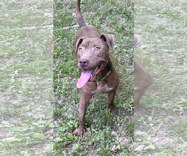 Medium Photo #1 American Pit Bull Terrier-Chocolate Labrador retriever Mix Puppy For Sale in Munford, TN, USA