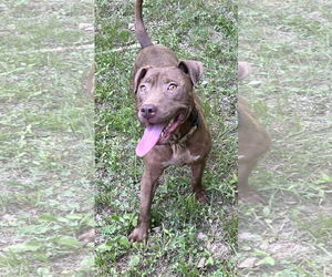 American Pit Bull Terrier-Chocolate Labrador retriever Mix Dogs for adoption in Munford, TN, USA