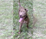 Small American Pit Bull Terrier-Chocolate Labrador retriever Mix