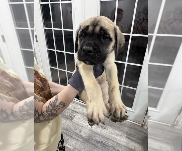 Medium Photo #2 Mastiff Puppy For Sale in CHESTERTON, IN, USA