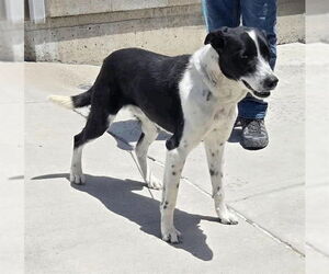 Borador Dogs for adoption in Salt Lake City, UT, USA