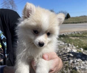 Pomeranian Puppy for sale in BOWLING GREEN, KY, USA