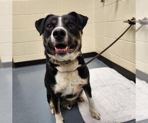 Labrador Retriever-Unknown Mix Dogs for adoption in Denver, CO, USA