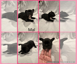 Puppy Mal French Bulldog