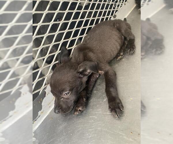 Medium Photo #1 American Pit Bull Terrier Puppy For Sale in Bakersfield, CA, USA