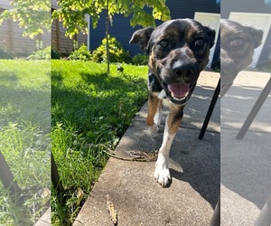 Mutt Dogs for adoption in Germantown, OH, USA