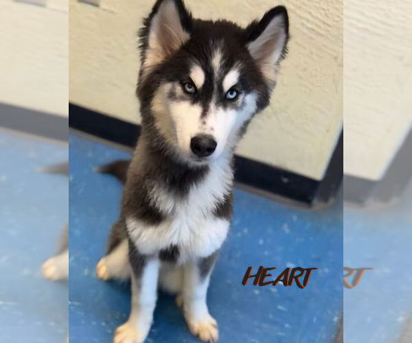 Medium Photo #3 Siberian Husky Puppy For Sale in Severn, MD, USA