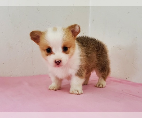 Medium Photo #2 Pembroke Welsh Corgi Puppy For Sale in CLARK, MO, USA