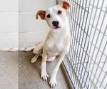 Small #1 Staffordshire Bull Terrier