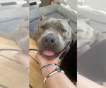 Small #2 American Pit Bull Terrier