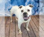 Small #3 Bulldog Mix