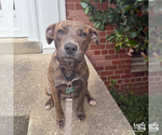 Small #4 Boxer Mix