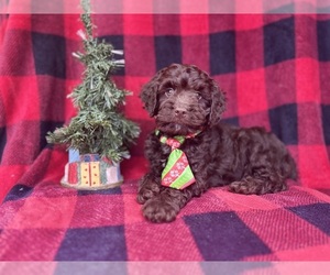 Cock-A-Poo Puppy for sale in LAKELAND, FL, USA