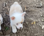 Small Photo #7 Pembroke Welsh Corgi Puppy For Sale in INDEPENDENCE, MO, USA