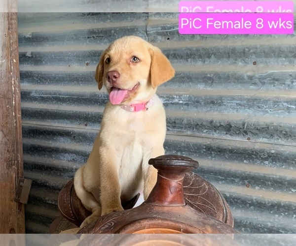 Medium Photo #4 Labrador Retriever Puppy For Sale in EDGEWOOD, TX, USA