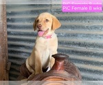 Small #3 Labrador Retriever
