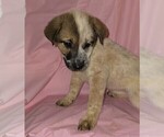 Puppy Ana Australian Cattle Dog-Chinese Shar-Pei Mix