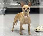 Small #1 Chihuahua Mix