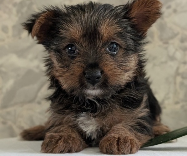 Medium Photo #34 Yorkshire Terrier Puppy For Sale in GOSHEN, IN, USA