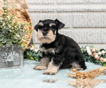 Small Photo #29 Schnauzer (Miniature) Puppy For Sale in BALTIC, OH, USA