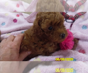 Poodle (Toy) Puppy for sale in DULUTH, GA, USA