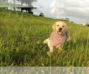 Labrador Retriever Puppy for sale in MAYSVILLE, KY, USA