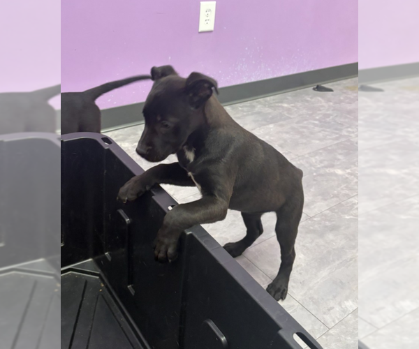 Medium Photo #8 German Shepherd Dog-Staffordshire Bull Terrier Mix Puppy For Sale in Holly Springs, NC, USA