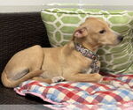 Small #1 Labrador Retriever Mix