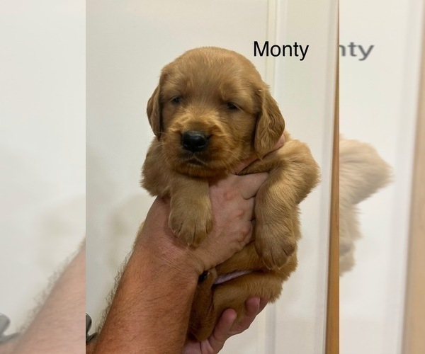 Medium Photo #2 Golden Retriever Puppy For Sale in FREDERICKSBG, OH, USA