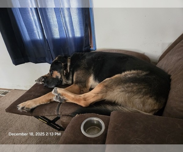 Medium Photo #5 German Shepherd Dog Puppy For Sale in STERLING HEIGHTS, MI, USA