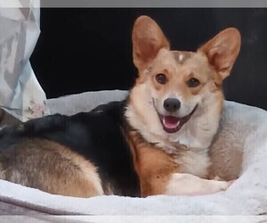 Mother of the Pembroke Welsh Corgi puppies born on 01/11/2026