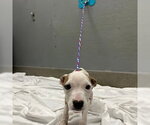 Small Mutt