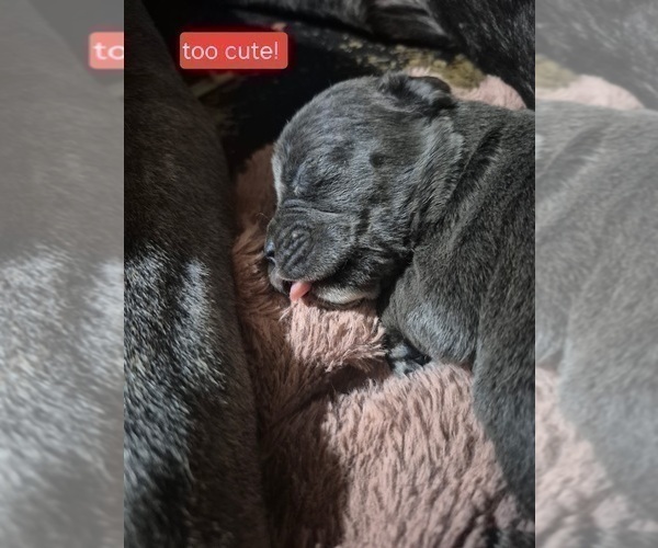 Medium Photo #19 Cane Corso Puppy For Sale in COLUMBIA, SC, USA