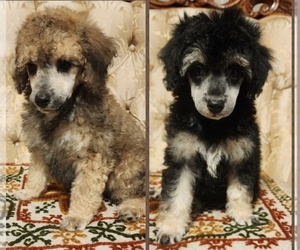 Poodle (Toy) Puppy for Sale in WINSTON SALEM, North Carolina USA