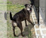 Small #3 Bullboxer Pit