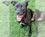 Small #1 American Pit Bull Terrier Mix