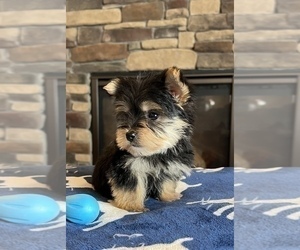 Morkie Puppy for sale in NOBLESVILLE, IN, USA