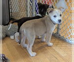 Small #4 Huskies -Labrador Retriever Mix