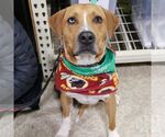 Small #8 Retriever  Mix