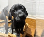 Small #9 Labrador Retriever