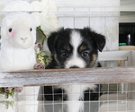 Small Photo #7 Australian Shepherd Puppy For Sale in STAFFORD, VA, USA