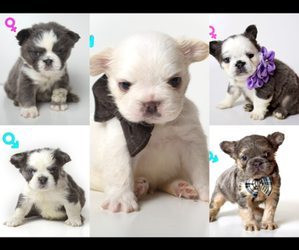 French Bulldog Litter for sale in HILLSBOROUGH, NJ, USA