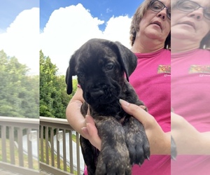 Cane Corso Puppy for sale in NEW TAZEWELL, TN, USA
