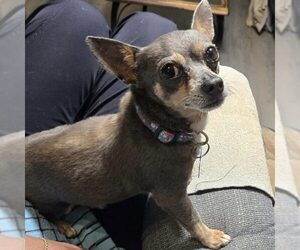 Chihuahua Dogs for adoption in Spring Lake, NC, USA