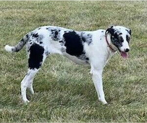 Border Collie-Unknown Mix Dogs for adoption in Des Moines, IA, USA