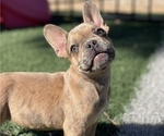 Small Photo #2 French Bulldog Puppy For Sale in PHOENIX, AZ, USA