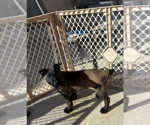 Medium Belgian Malinois